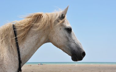 Horse on the beach clipart