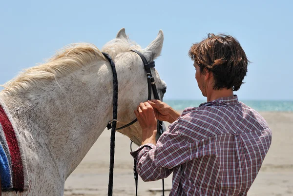 Человек и лошадь — стоковое фото