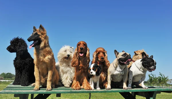Девять собак — стоковое фото