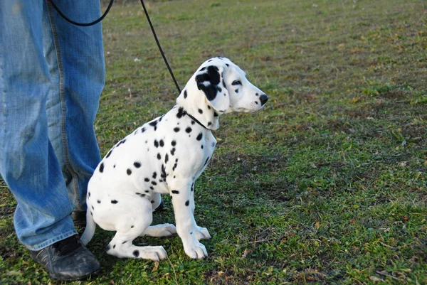 Puppy dalmatian — Stock Photo, Image