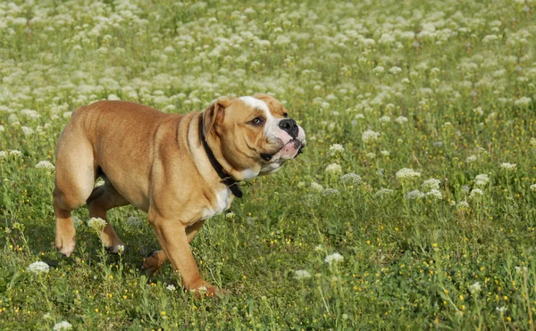 Correndo bulldog — Fotografia de Stock
