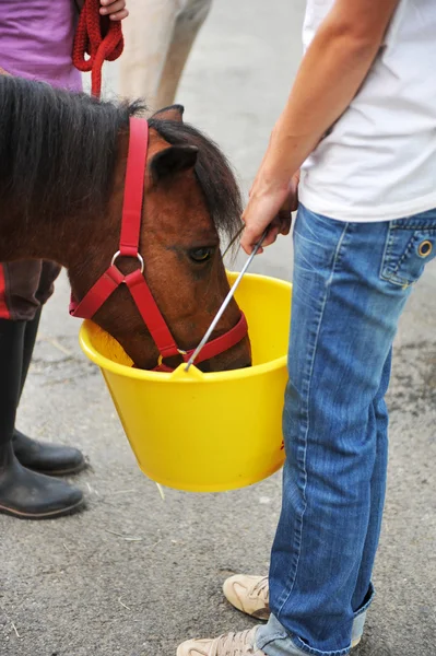 Fütterung eines Ponys — Stockfoto
