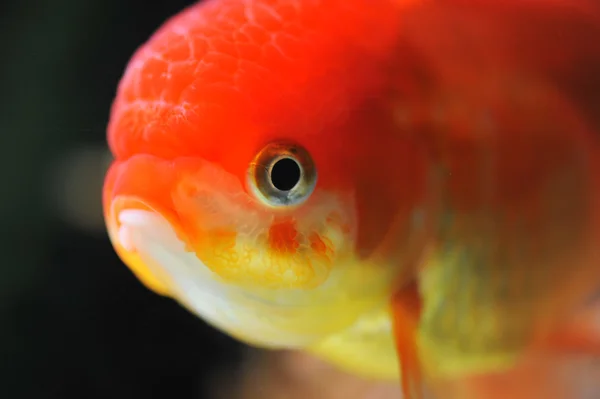 Lion head goldfish — Stock Photo, Image