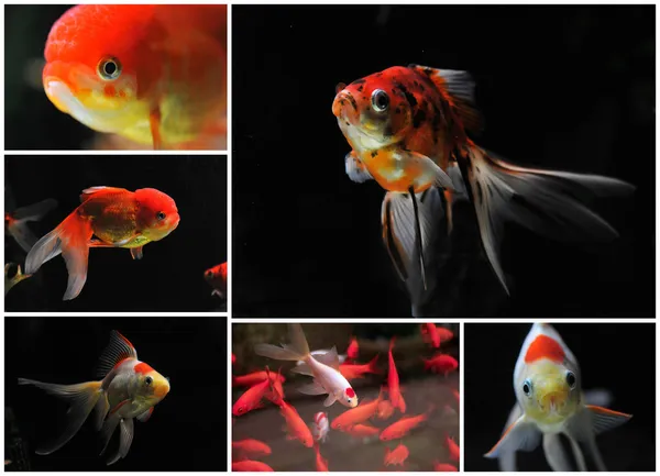 Золотих рибок — стокове фото