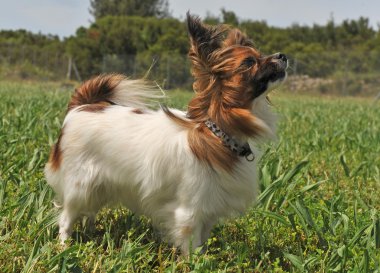 Papillon köpek