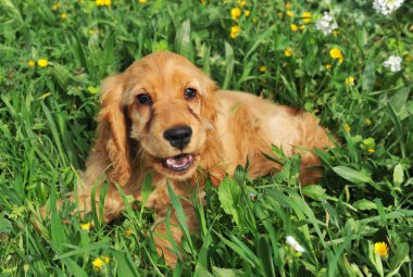 Puppy cocker spaniel clipart