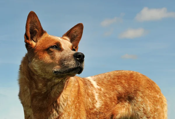 Австралийская собака — стоковое фото
