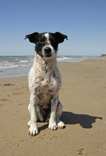 Jack russel terrier — Fotografie, imagine de stoc