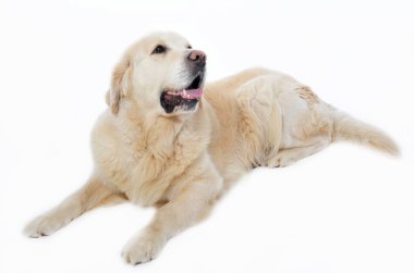 Golden retriever clipart