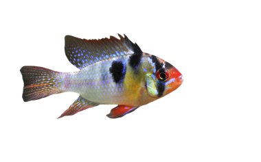 Apistogramma ramirezi clipart