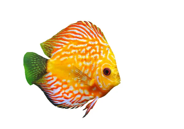 Young discus — Stock Photo, Image
