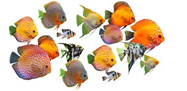 Group of fishes clipart