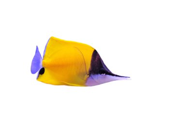 Yellow Longnose Butterflyfish clipart