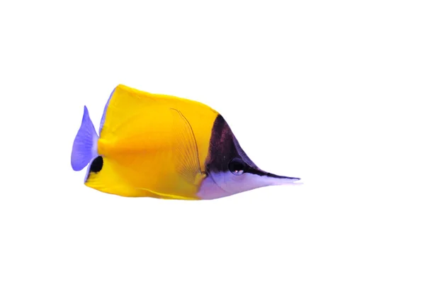 Peixe-borboleta de nariz longo amarelo — Fotografia de Stock