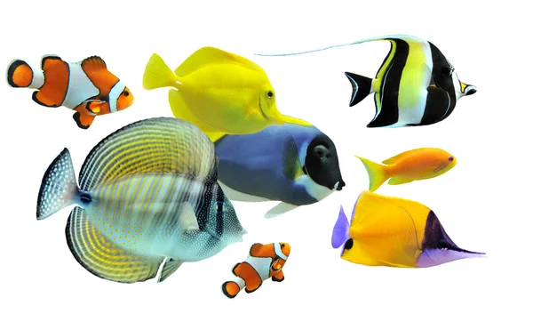 Grupo de peixes — Fotografia de Stock
