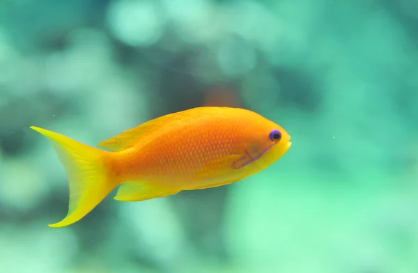 Anthias fish — Stock Photo, Image