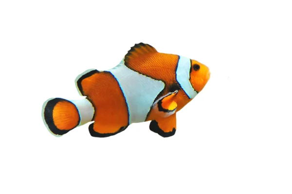 Clown fish — Stock Photo, Image
