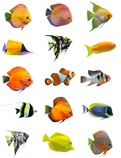Balıklar — Stok fotoğraf