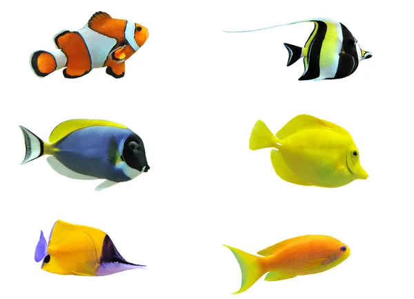 熱帯の魚 ストック画像