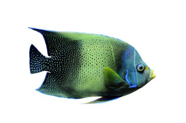 Kaiserfisch clipart