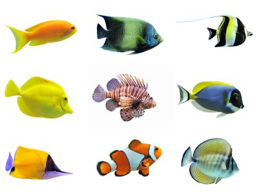 Group of fishes clipart