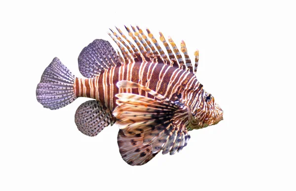 Червоний lionfish — стокове фото