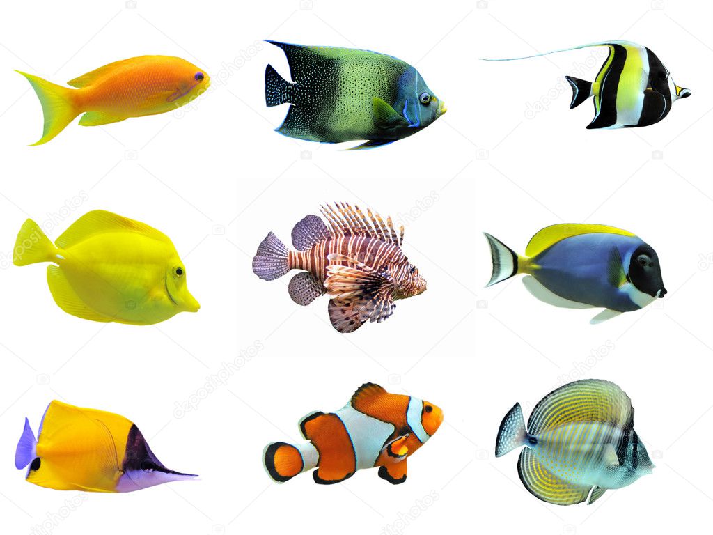Group of fishes