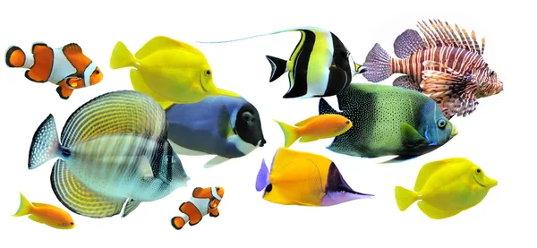 Группа рыб — стоковое фото