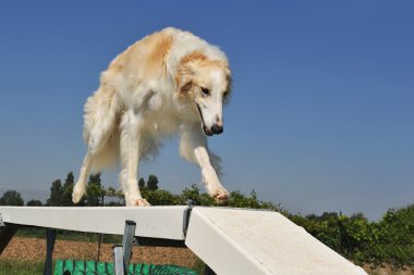 Borzoi içinde çeviklik