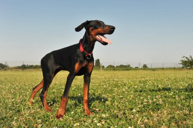 Doberman Pinscher clipart