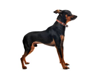 Minyatür pinscher.