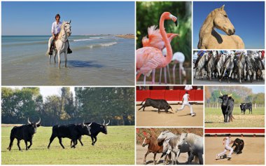 Camargue clipart