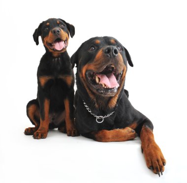 Rottweiler 'lar