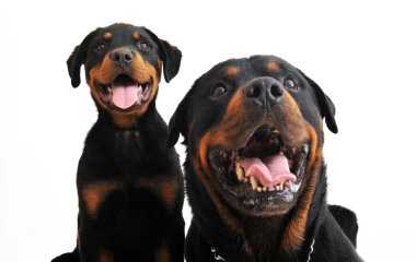 Rottweiler 'lar