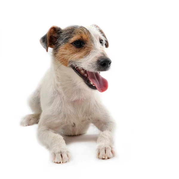 Young jack russel terrier — Stock Photo, Image