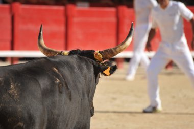 arenada boğa