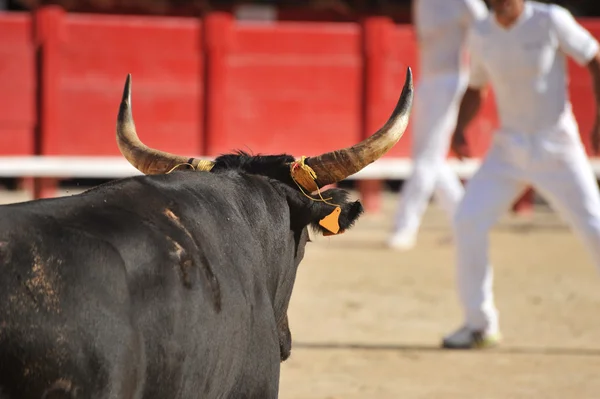 Bull di arena — Stok Foto