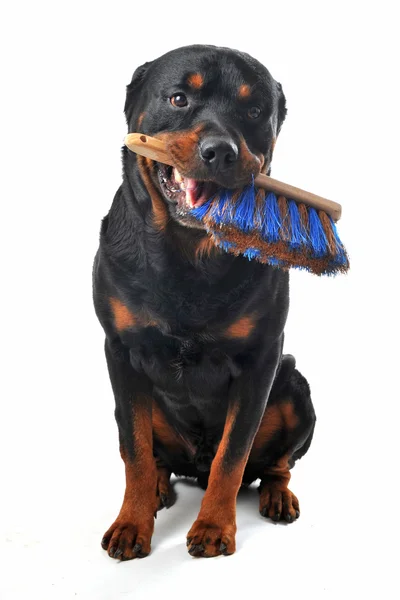 Rottweiler temizlik — Stok fotoğraf