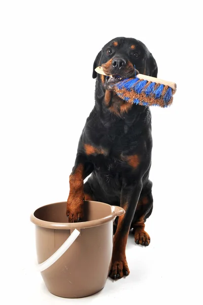 Cleaning rottweiler — Stock Photo, Image
