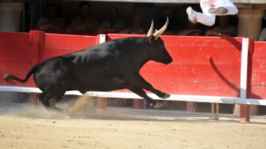 Running bull clipart