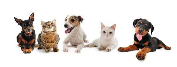 Grup yavru köpekler ve kediler — Stok fotoğraf