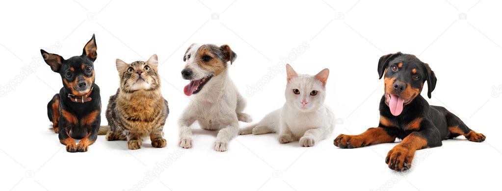 Group of puppies and cats