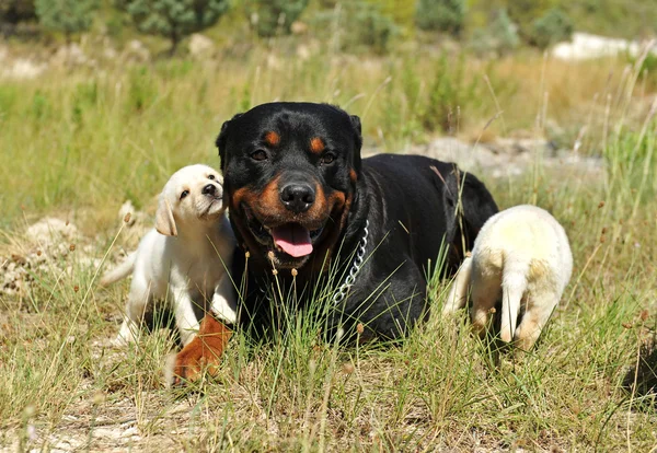 Rottweiler e cachorros labrador — Fotografia de Stock
