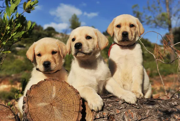 Puppies labrador retriever — Stock Photo, Image