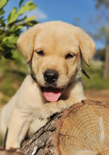 Filhote de cachorro Labrador retriever — Fotografia de Stock