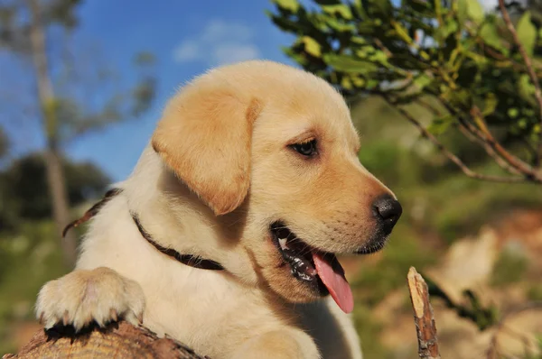 Anjing Labrador retriever — Stok Foto