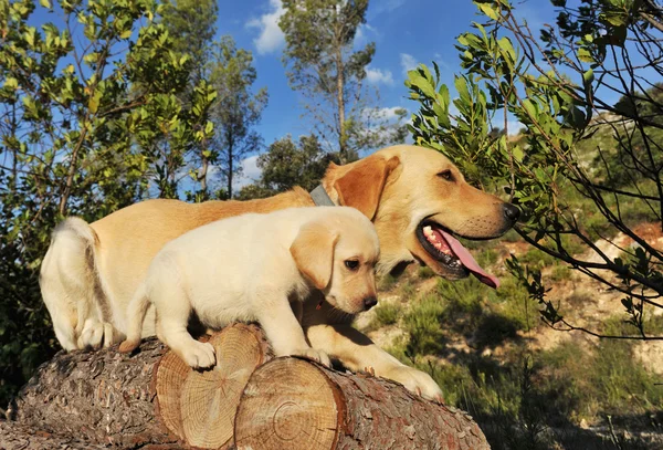 Labrador puppy and adult — Stock Photo, Image