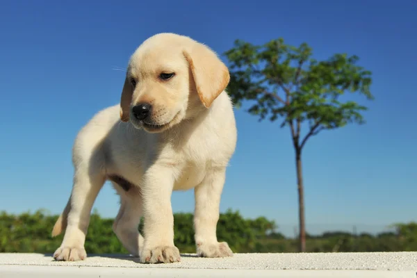 Puppy labrador retriever — Stock Photo, Image
