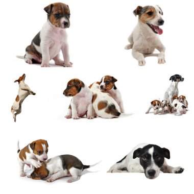 Jack russel terrier clipart