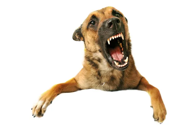 Агресивної собакою — стокове фото